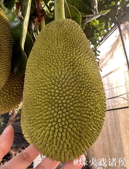 菠萝蜜视频免费观看 菠萝蜜视频免费观看