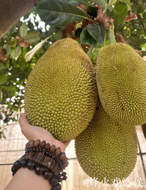 菠萝蜜视频免费观看 菠萝蜜视频免费观看